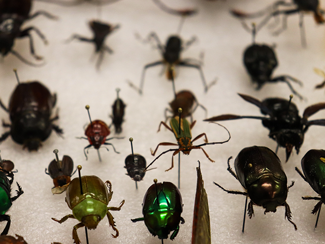Insectos del Museo de la Universidad de los Andes. 