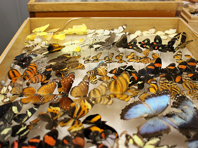 Especies de mariposas. 