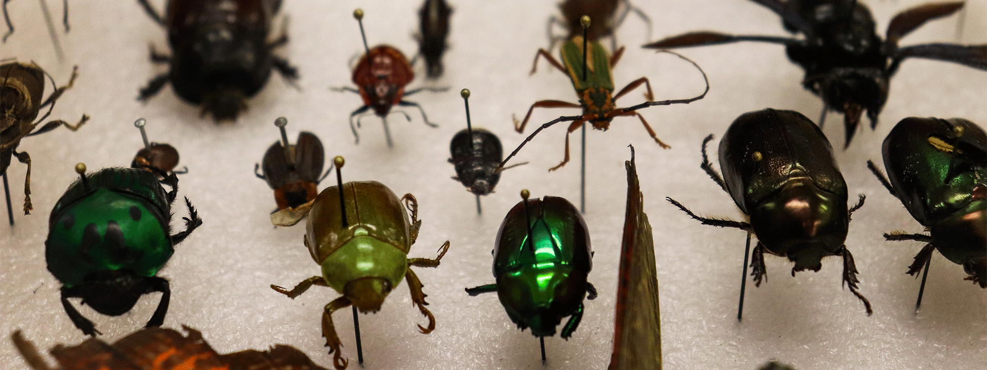 Insectos del Museo de la Universidad de los Andes. 