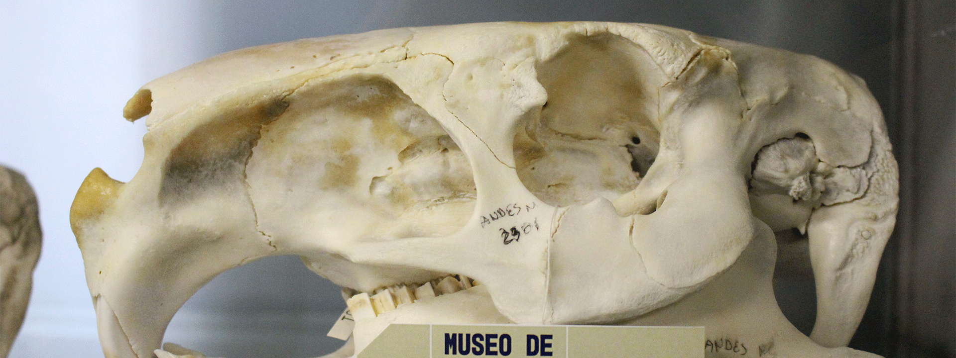 Muestra de huesos reales del Museo de la Universidad de los Andes. 