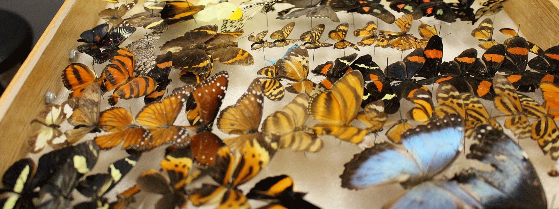 Especies de mariposas. 
