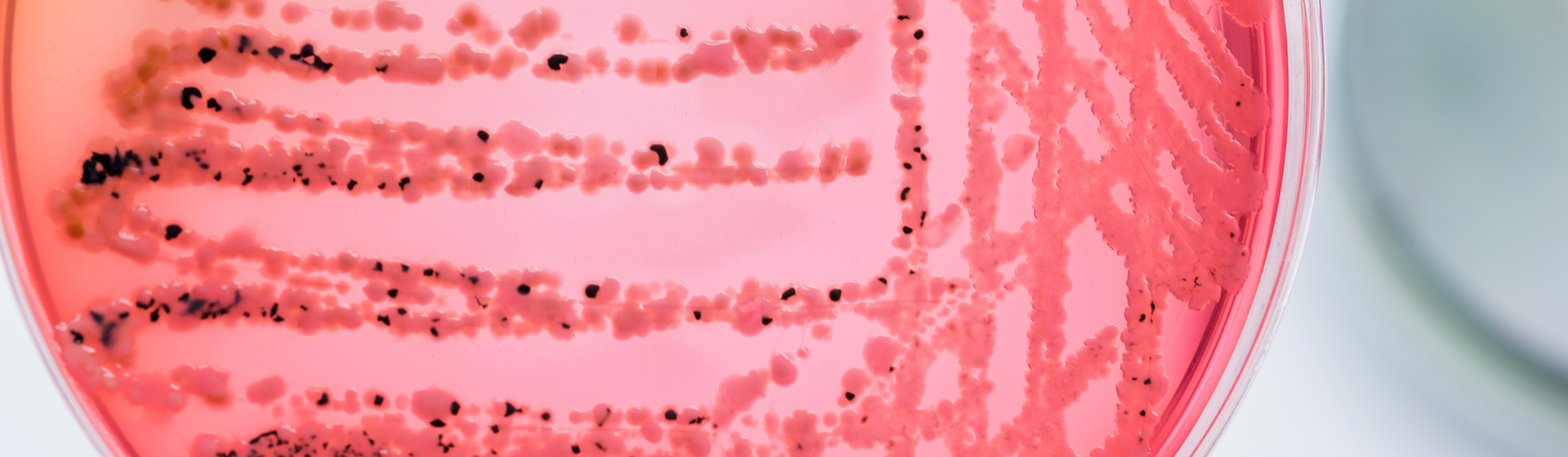 Biofilia: sembrar, cuidar y crear desde lo invisible