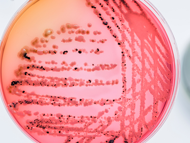 Biofilia: sembrar, cuidar y crear desde lo invisible