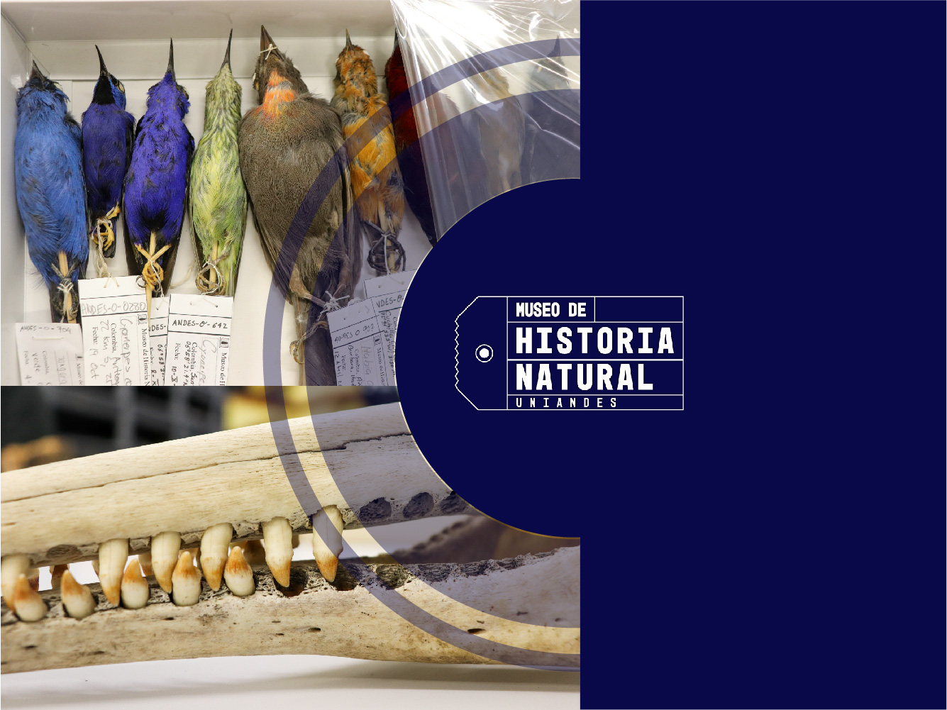 Registro CITES para el Museo de Historia Natural uniandino. 