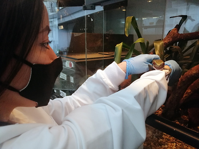Investigadora en laboratorio con rana en las manos