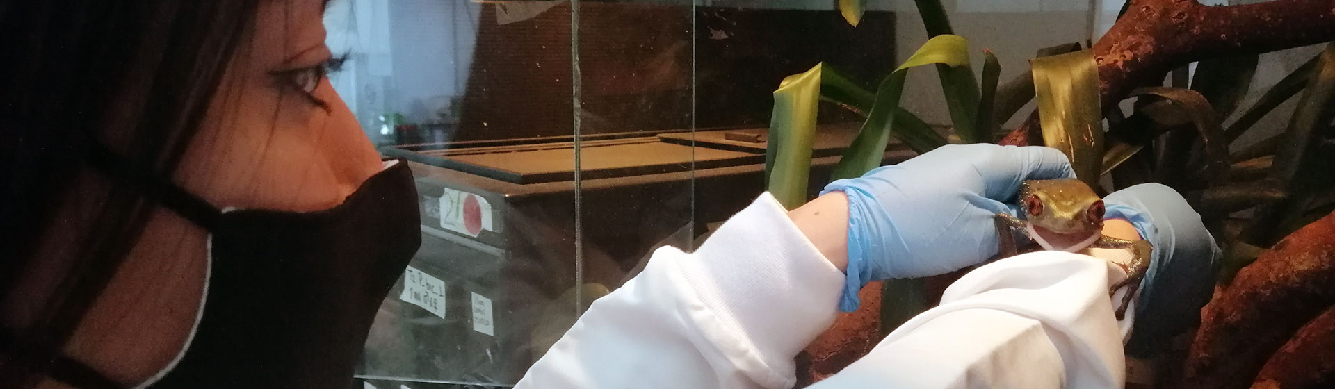 Investigadora en laboratorio con rana en las manos
